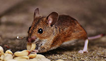 24 Hour & Emergency Exterminators in Surf City, NC
